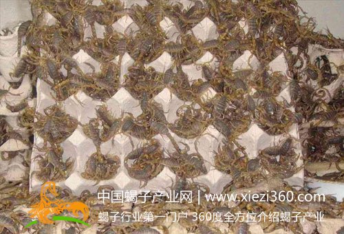 全蝎养殖技术(详细版)