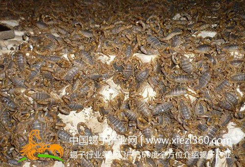 全蝎养殖技术(详细版)