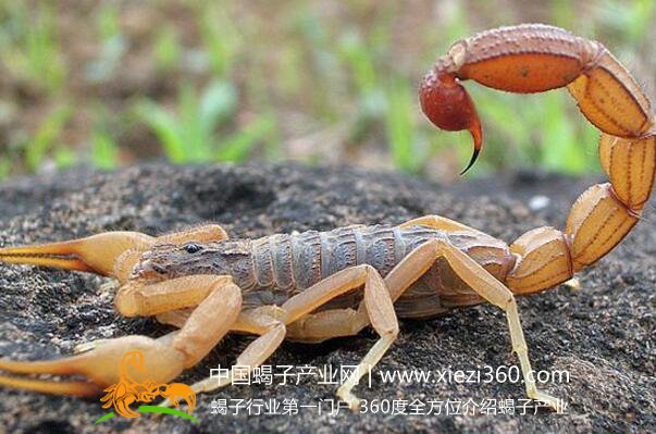 养殖蝎子年产值将超百万,毒蝎子铺就农民脱贫致富路！