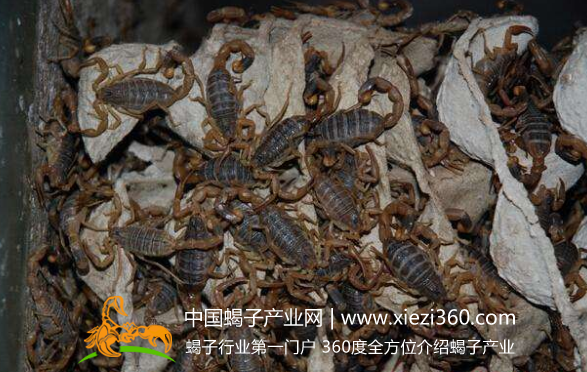 蝎子养殖的发展前景如何?