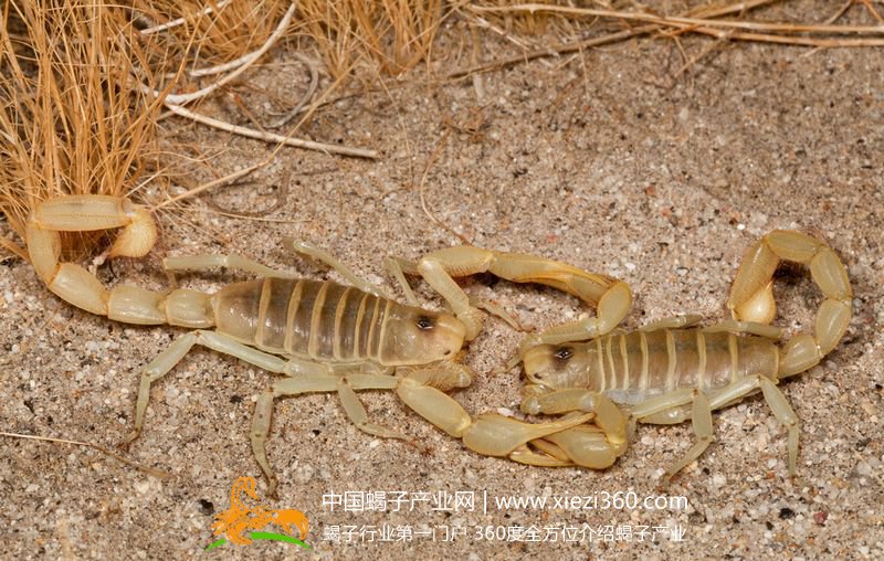 给蝎子吃什么？蝎子喜欢吃什么？