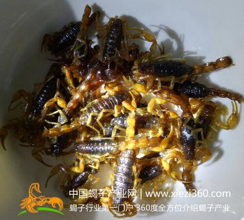 吃蝎子的好处和坏处你了解吗？油炸蝎子一次能吃多少？