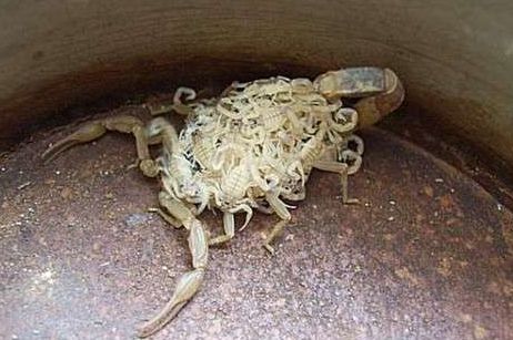 如何预防蝎子养殖中母蝎死胎的问题