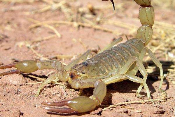 野生蝎子和养殖蝎子的区别是什么