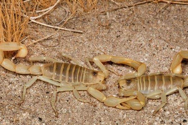 野生蝎子和养殖蝎子的区别是什么 家里蝎子如何根除