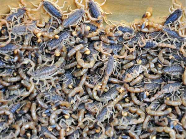 野生蝎子多少钱一斤？人工养殖蝎子价格多少钱一斤？