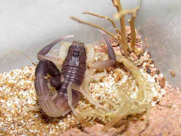 蝎子养殖技术，幼蝎养殖对温度和湿度的具体要求？